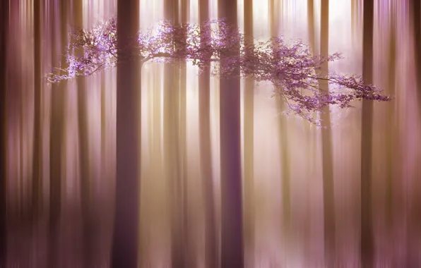 Trees, nature, color