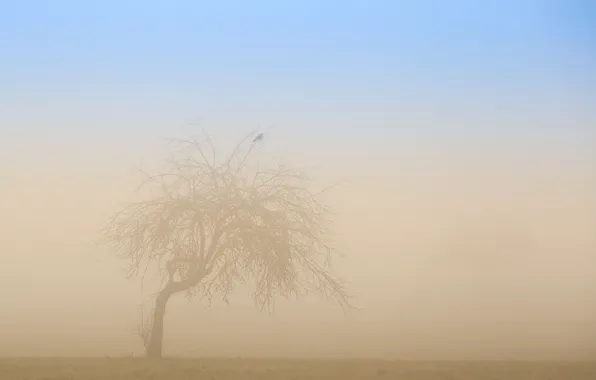 Picture fog, tree, bird