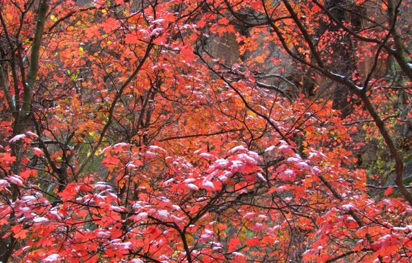 Picture autumn, leaves, snow, trees, branches