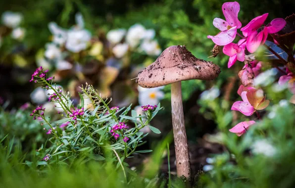 Picture flowers, nature, mushrooms, garden, flowers, flowerbed, bokeh, blurred background