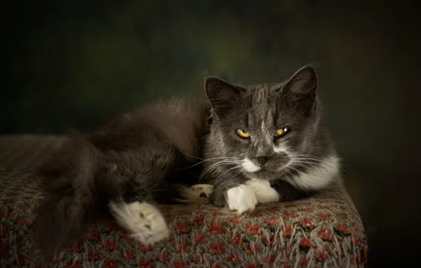 Cat, cat, look, pose, the dark background, grey, muzzle, smoky