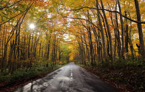 Picture road, autumn, forest