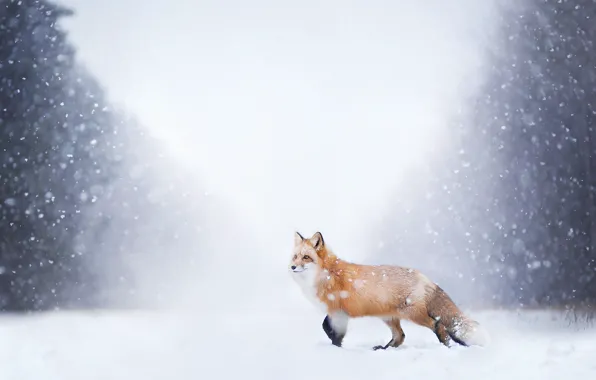 Winter, forest, snow, nature, Fox