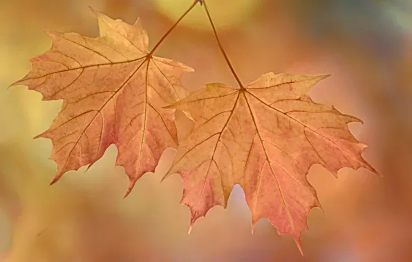 Picture maple, macro, nature, leaves, autumn