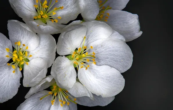 White, macro, petals