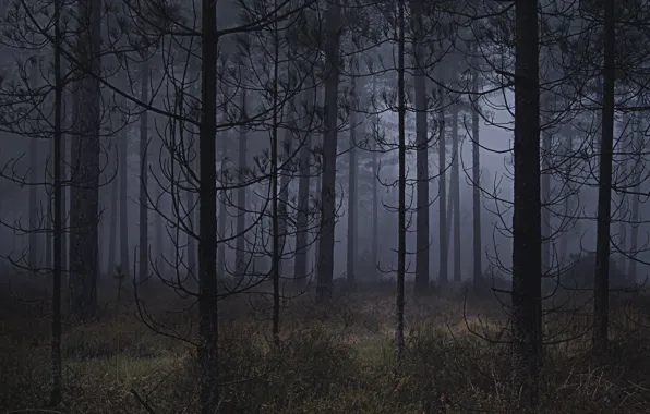 Picture forest, trees, nature, fog, Ellie Davies