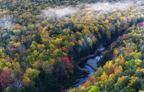 Forest, nature, fog, river