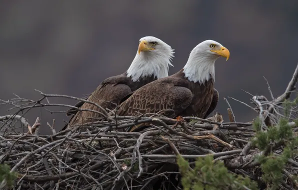Birds, branches, two, socket, pair, the eagles, bald eagle, two eagles