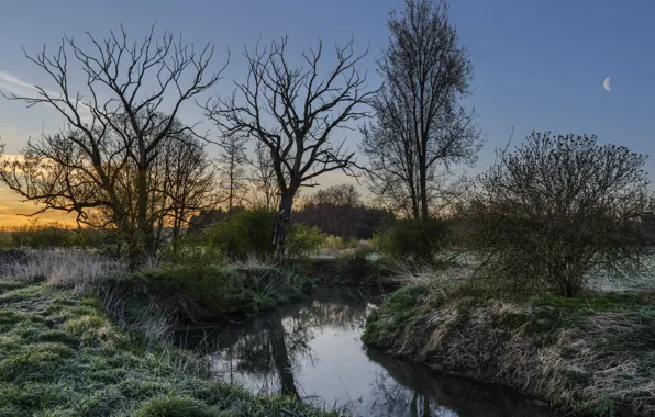 Summer, trees, river, the evening