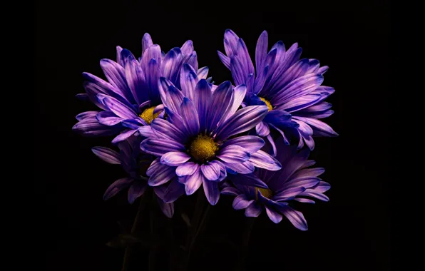 Picture flowers, chrysanthemum, the dark background