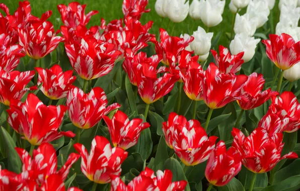Petals, garden, tulips