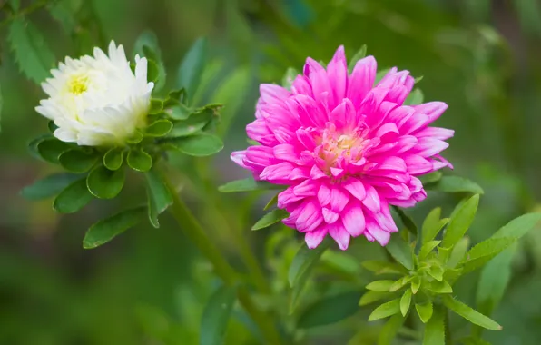 Macro, leaves, asters