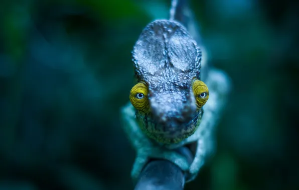 Picture eyes, branch, Chameleon, looks