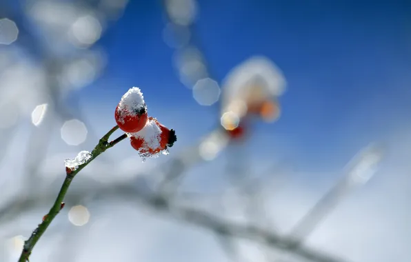 Snow, berries, sprig, briar, bokeh