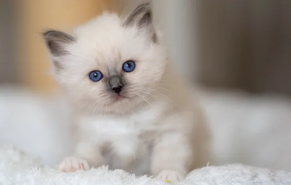 Look, baby, kitty, blue eyes, Burmese