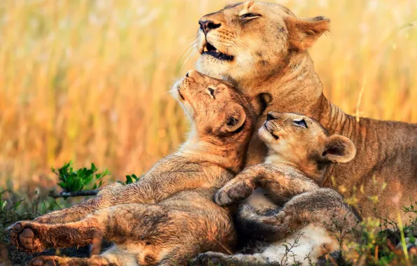 Kittens, Africa, lions, lioness, cubs