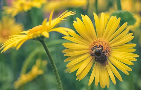Macro, insect, bumblebee, yellow daisies, Doronikum