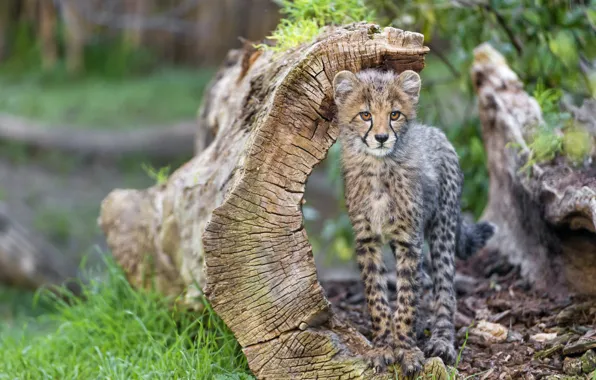 Cat, grass, Cheetah, snag, cub, kitty, ©Tambako The Jaguar
