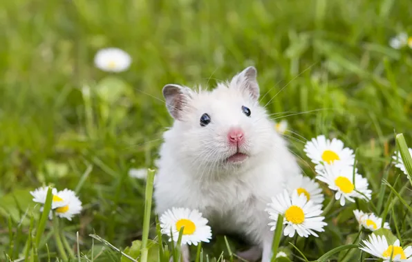 White, grass, look, flowers, glade, portrait, chamomile, hamster