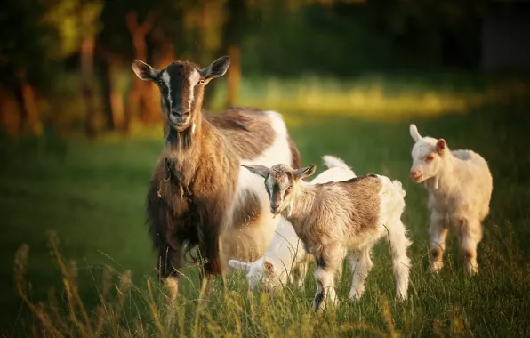 Summer, nature, goats