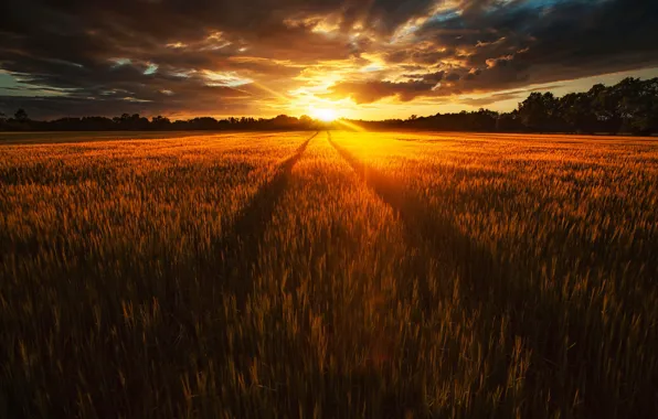 Field, summer, the sun, light