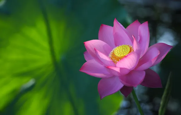 Picture petals, Lotus, pink