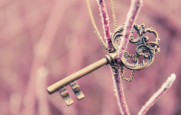 Winter, background, Wallpaper, mood, branch, key, pink. beautiful