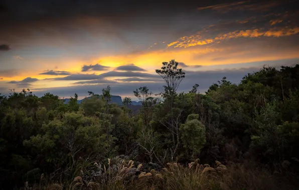 Forest, New Zealand, Coromandel