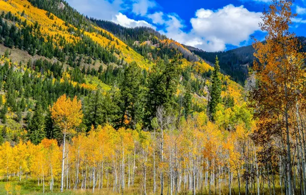 The sky, Mountains, Autumn, Forest, The slopes