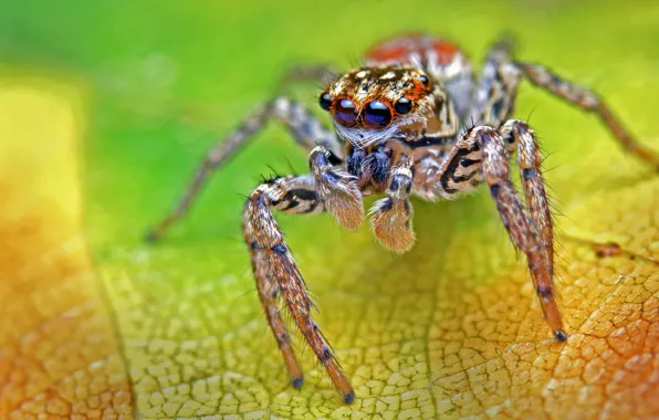 Picture macro, green, background, leaf, spider, jumper, the Hoppy