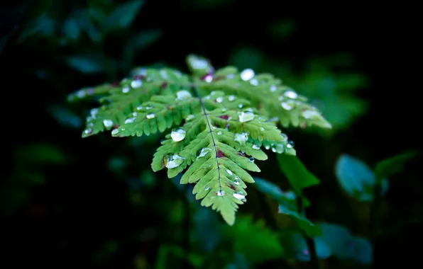 Picture nature, leaves, water drops, plants, closeup, outdoors