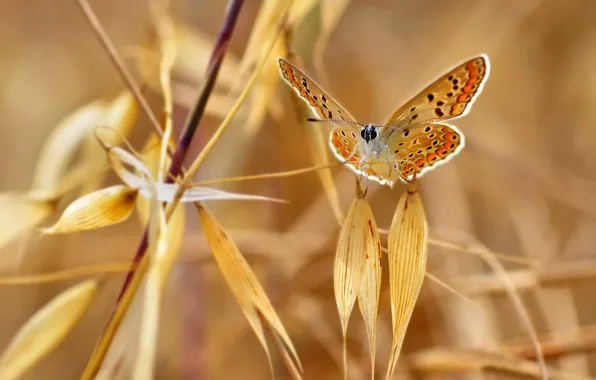 Picture autumn, leaves, nature, butterfly, plant, moth