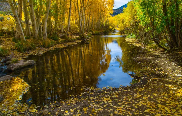 Autumn, landscape, nature, river