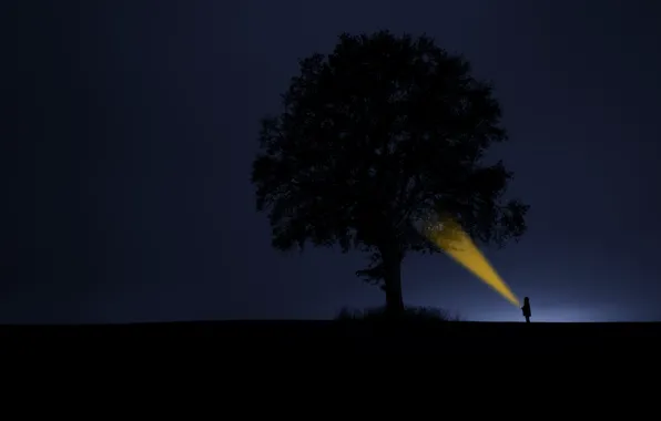 Light, tree, silhouettes