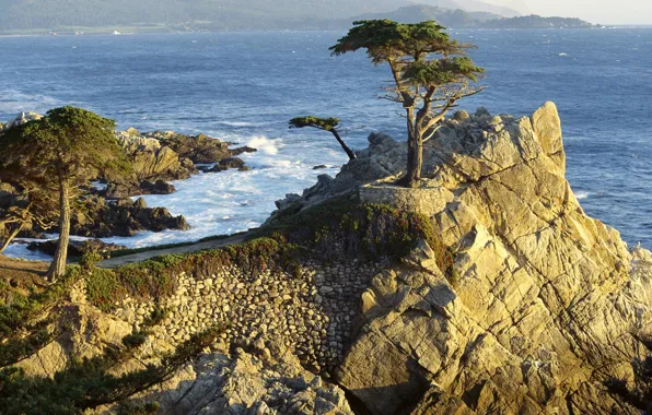 Picture trees, rocks, coast