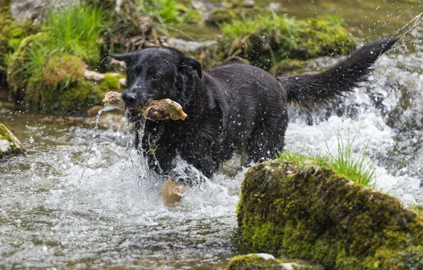 Picture summer, water, squirt, river, moss, dog, stick, ©Tambako The Jaguar