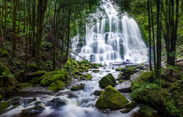 Greens, forest, trees, stones, rocks, waterfall, moss, cascade