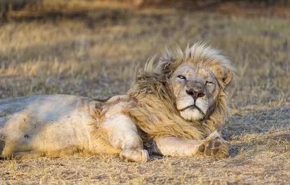 Cat, stay, white lion, ©Tambako The Jaguar