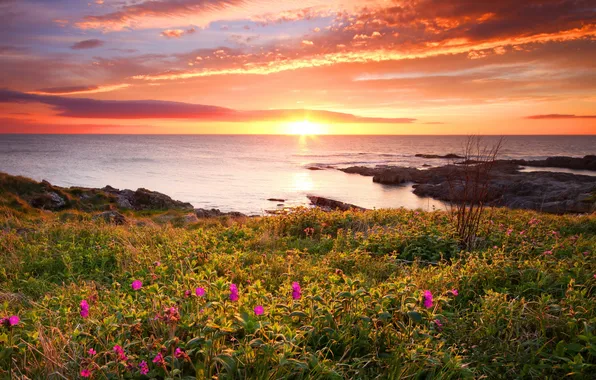 Sea, landscape, sunset, flowers