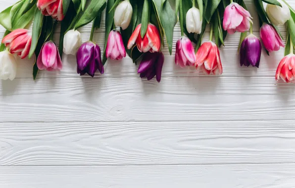 Flowers, colorful, tulips, pink, white, white, fresh, wood