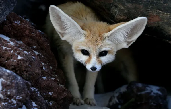 Face, the dark background, portrait, Fox, Fenech