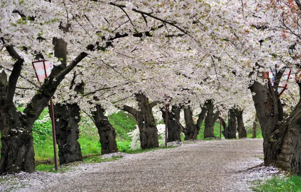 Spring, Japan, Sakura, Japan, Cherry Blossoms, sakura, spring, Park Hirosaki