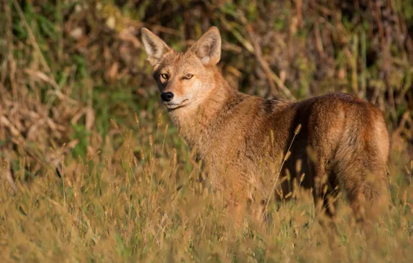 Picture grass, look, branches, nature, background, animal, the evening, attentive