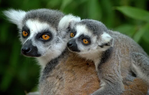 Lemurs, cub, A ring-tailed lemur, Katta