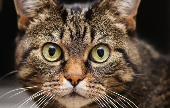 Picture cat, eyes, cat, mustache, look, face
