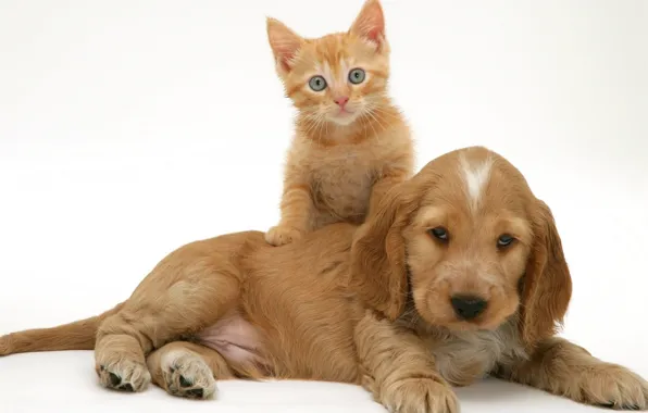 Picture Spaniel, puppy, red, kitty