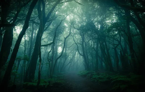 Forest, trees, fog, path