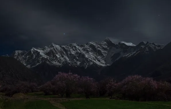 Trees, mountains, night, spring, Sakura, Asia, flowering