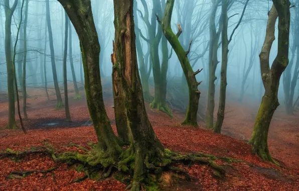 Picture autumn, forest, trees, nature, trunks, foliage, haze