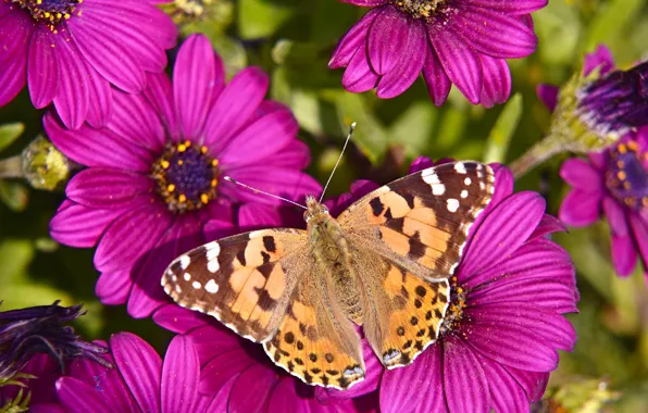 Macro, flowers, butterfly, Osteospermum, The painted lady